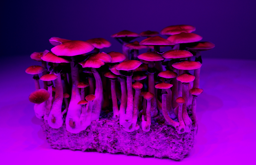 how to grow magic mushrooms at home